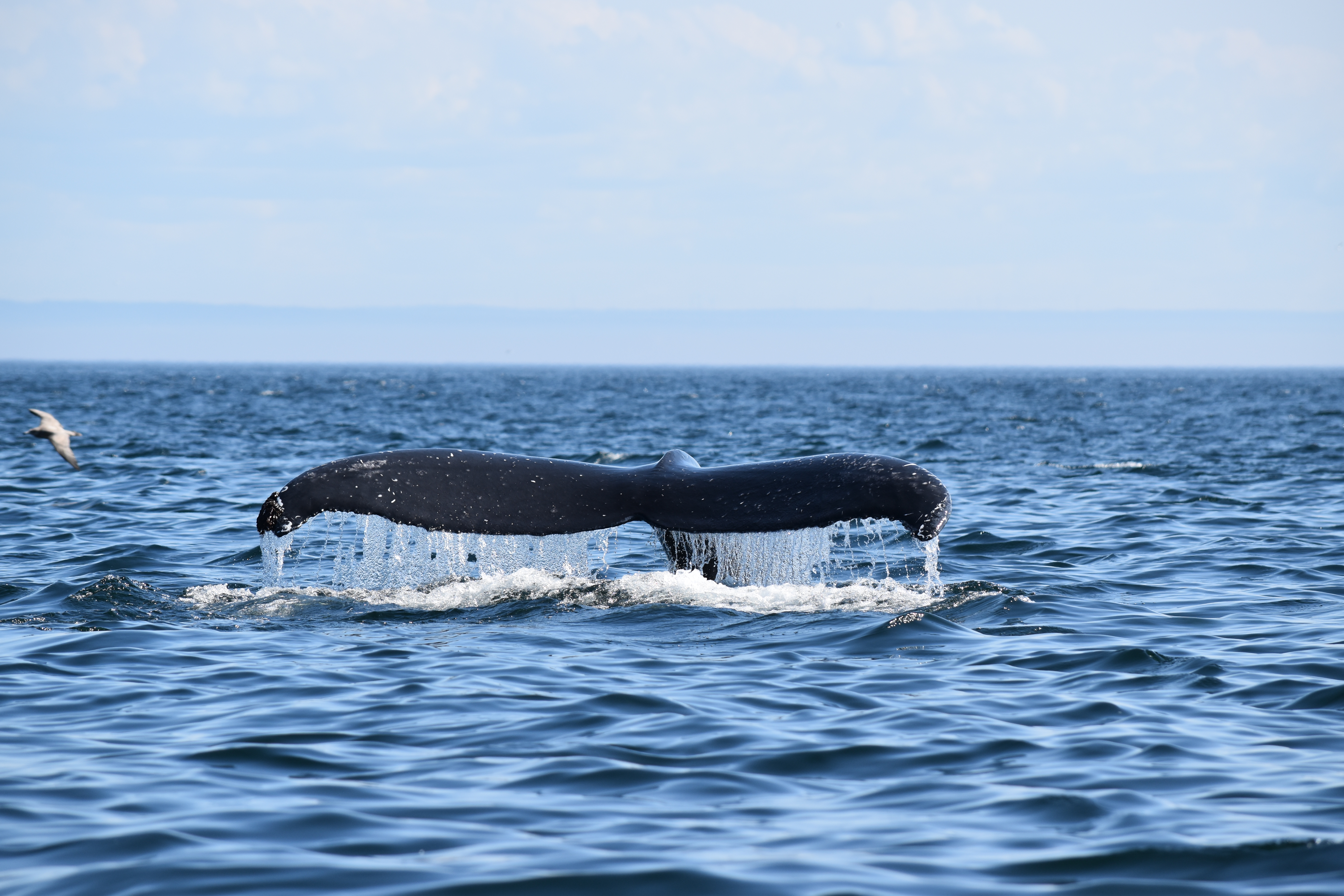 En route vers le Nord