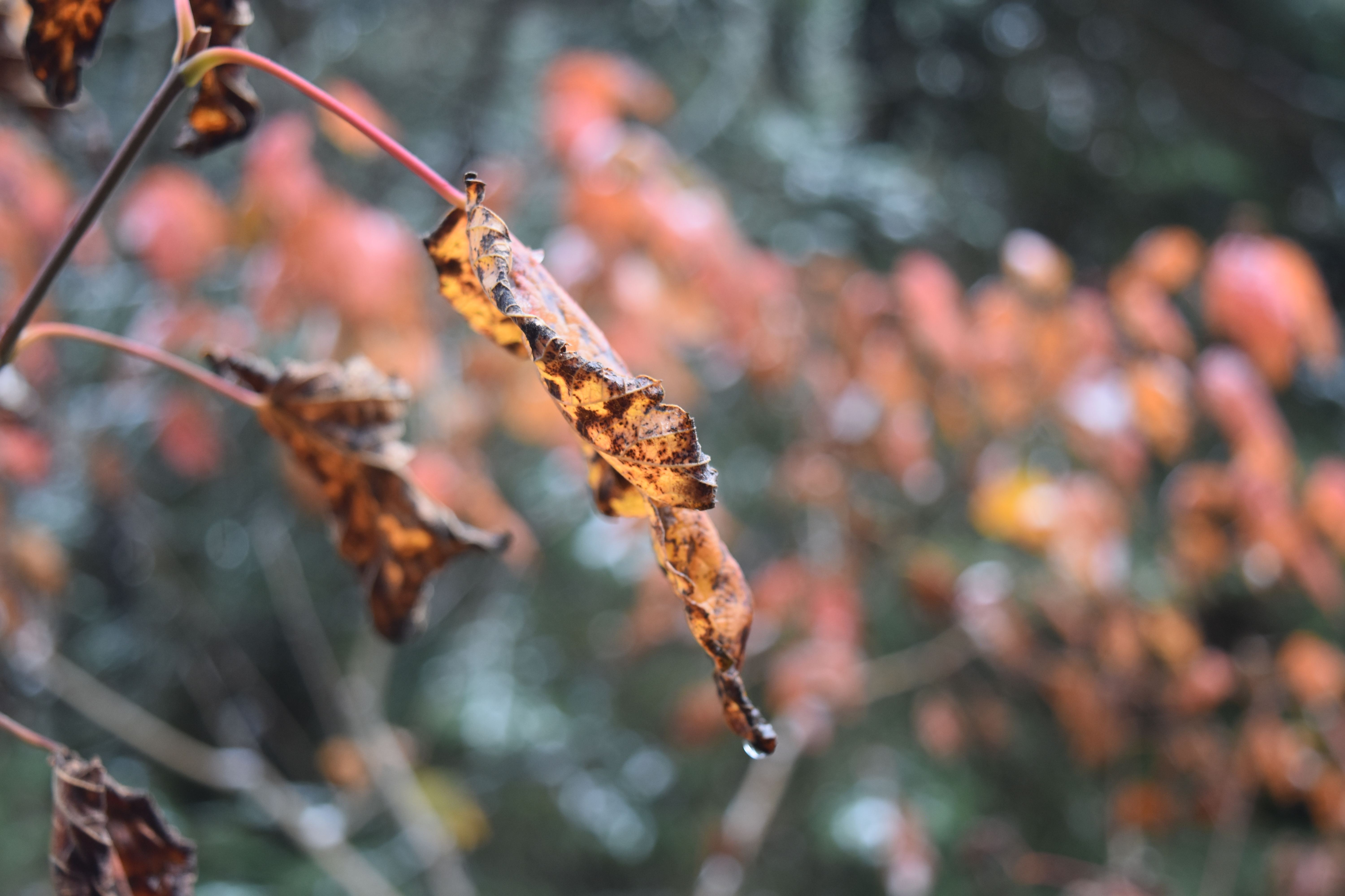 C&rsquo;est définitivement l&rsquo;automne au Canada
