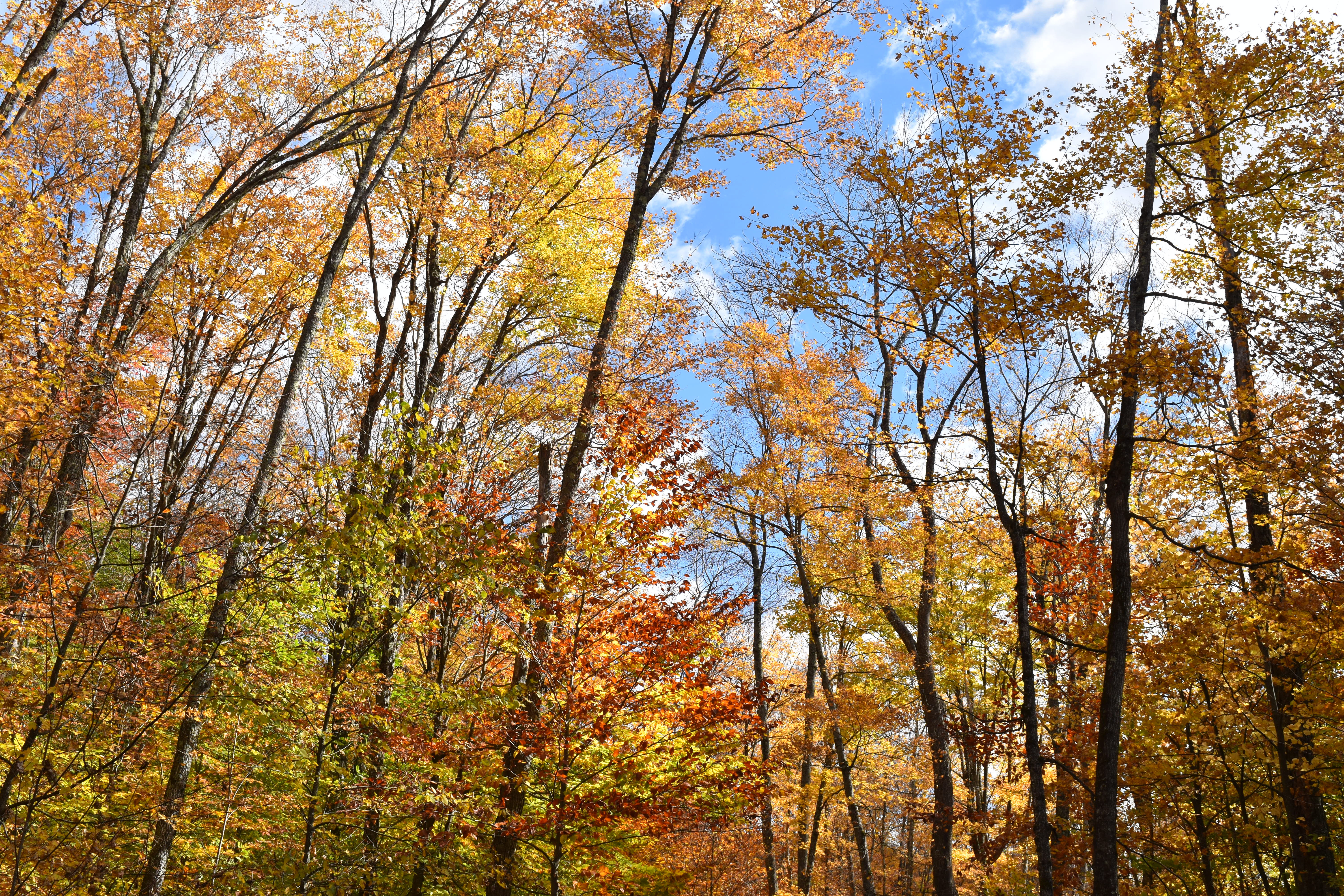 Quelques couleurs d&rsquo;automne