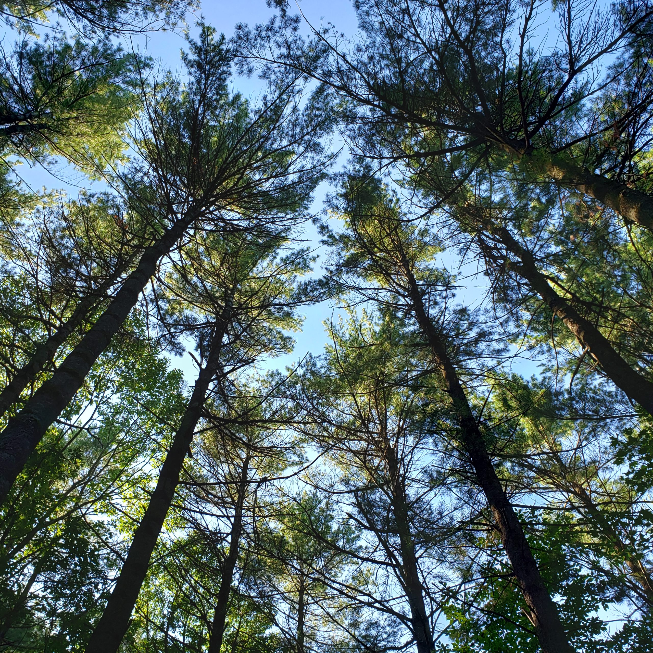 Camper au Parc d&rsquo;Oka